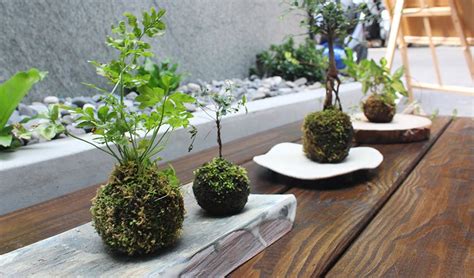 苔蘚澆水|【苔球製作】苔球DIY、澆水頻率、換盆方式... 苔球照顧必知的 7